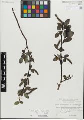 Foto von Salix glabra Scop. x Salix myrsinifolia Salisb.